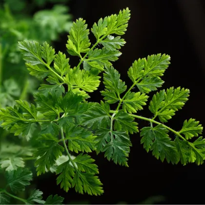 Trebuľka siata Massa - Anthriscus cerefolium - semená - 0,8 g