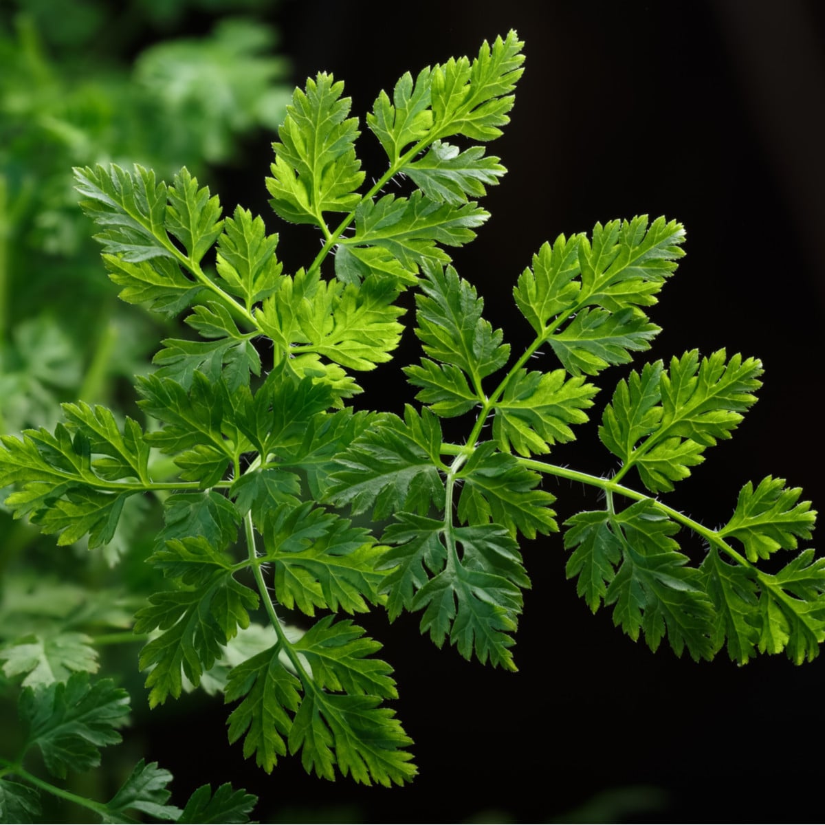 Trebuľka siata Massa - Anthriscus cerefolium - semená - 0,8 g
