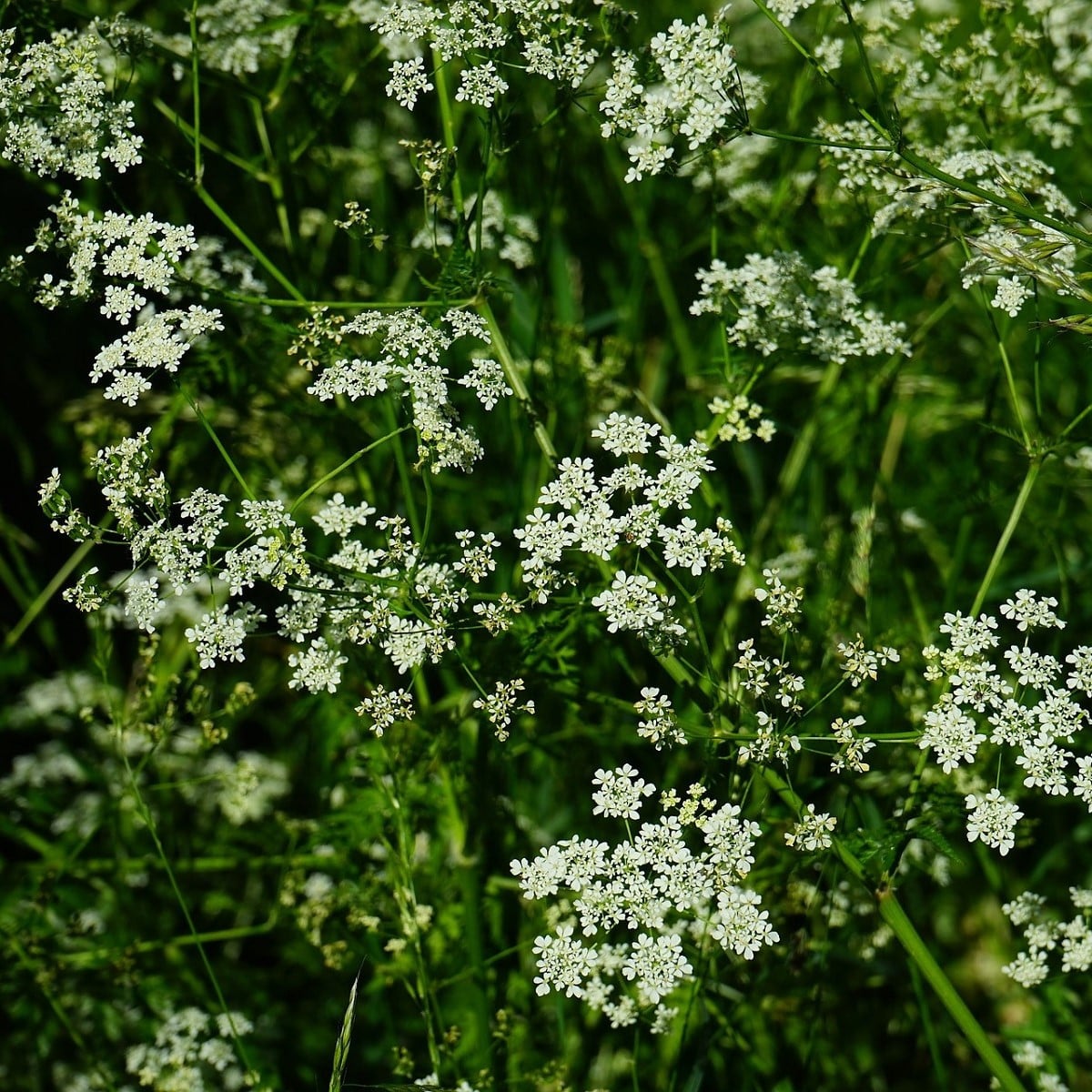 Trebuľka pravá - Anthriscus cerefolium - semená trebuľky - 250 ks