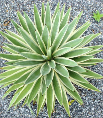 Agáve kalifornské - Agave Deserti - semená - 18 ks
