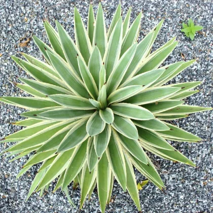 Agáve kalifornské - Agave Deserti - semená - 18 ks