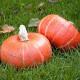 BIO Tekvica Sunshine F1 - Cucurbita maxima - bio semená tekvica - 6 ks