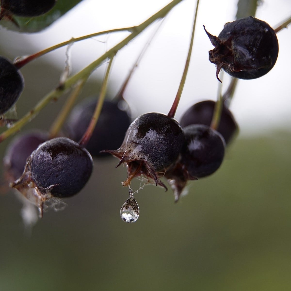 Muchovník kanadský - Amelanchier canadensis - semena muchovníku - 10 ks