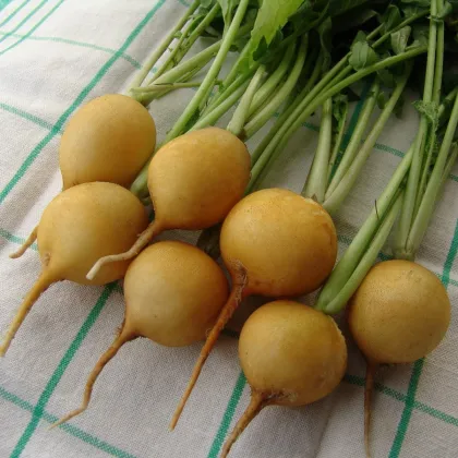 Reďkovka Zlata - Raphanus sativus - semená reďkovky - 200 ks