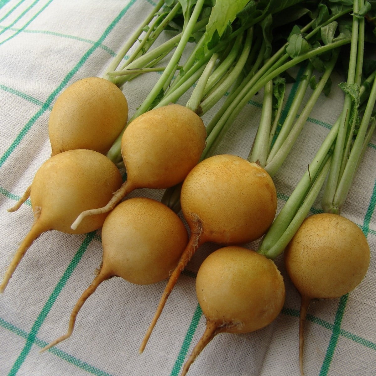 Reďkovka Zlata - Raphanus sativus - semená reďkovky - 200 ks
