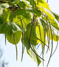Katalpa severná - Catalpa speciosa - semená katalpy - 8 ks