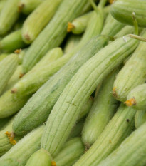 Uhorka arménska - Cucumis melo - semená uhorky - 6 ks