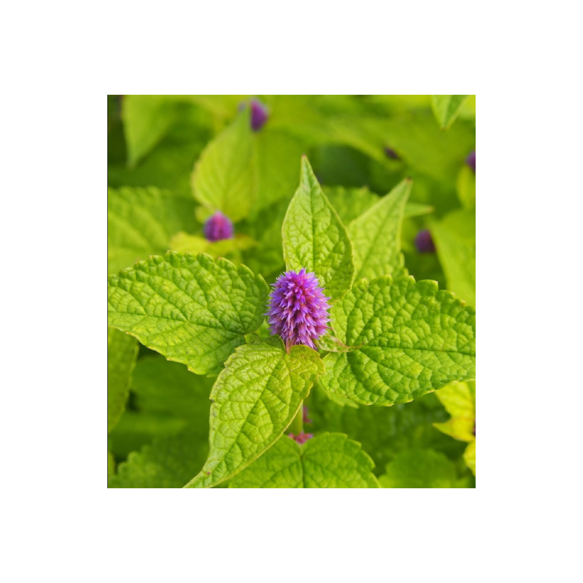 BIO Agastache fenyklová – Agastache foeniculum – semená agastache – 100 ks