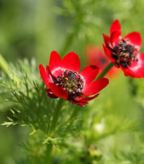 Hlaváčik-Adonis aestivalis-semená hlavačika-0,8g
