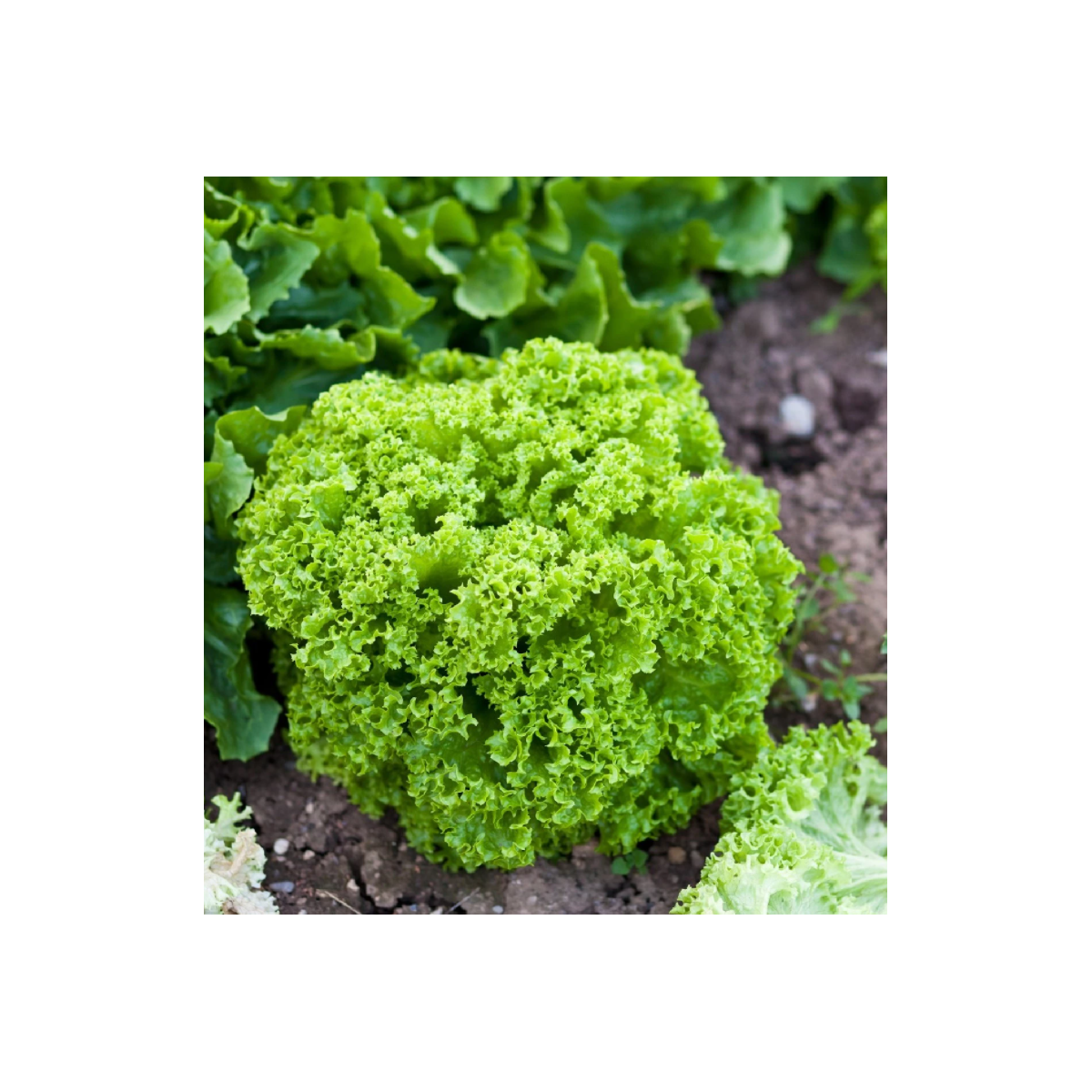 BIO šalát listový Lollo Bionda Limeira - Lactuca sativa - semená šalátu - 20 ks
