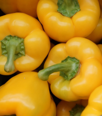 Paprika Gelber Block F1 - Capsicum annuum - semená papriky - 7 ks