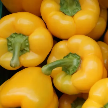 Paprika Gelber Block F1 - Capsicum annuum - semená papriky - 7 ks