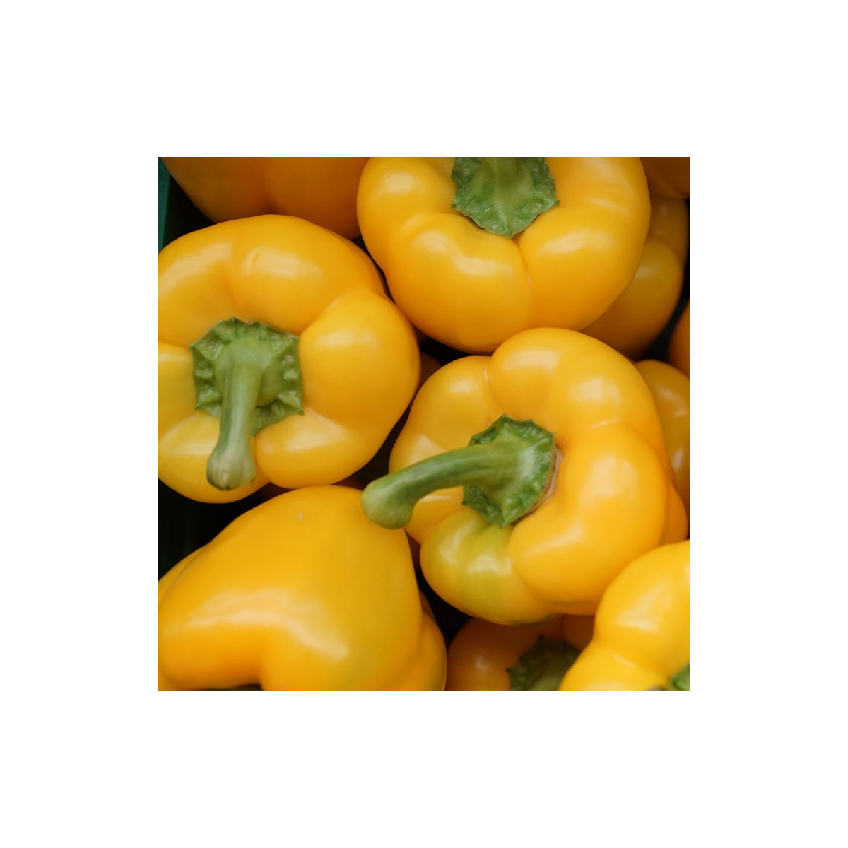 Paprika Gelber Block F1 - Capsicum annuum - semená papriky - 7 ks