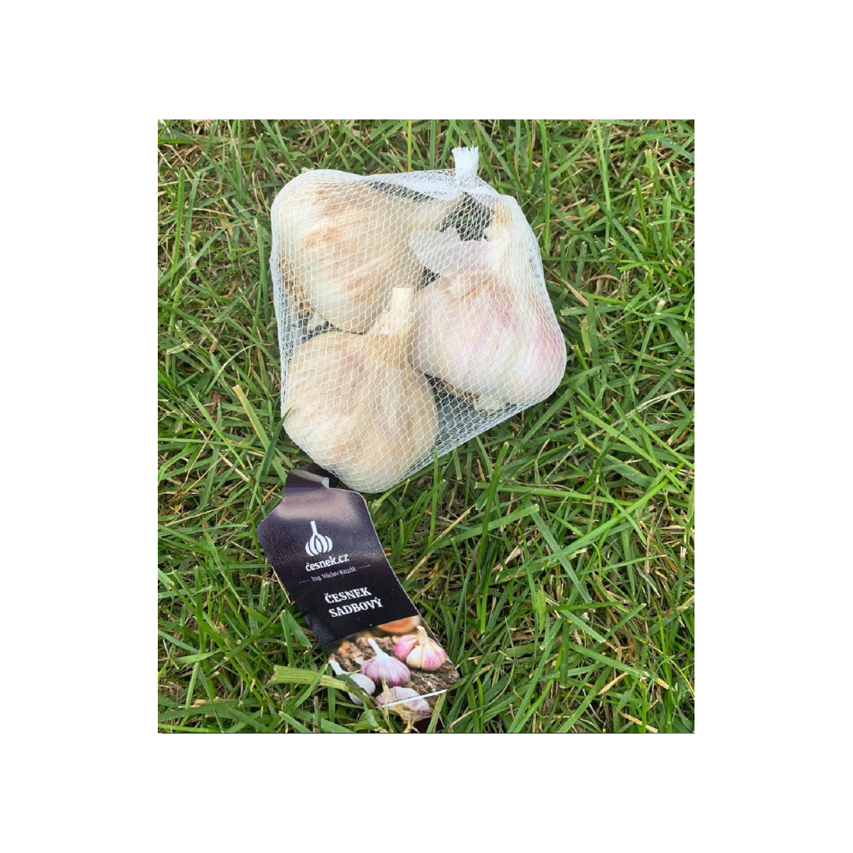 Sadbový cesnak Havel - Allium sativum - paličiak - cibuľa cesnaku - 1 balenie
