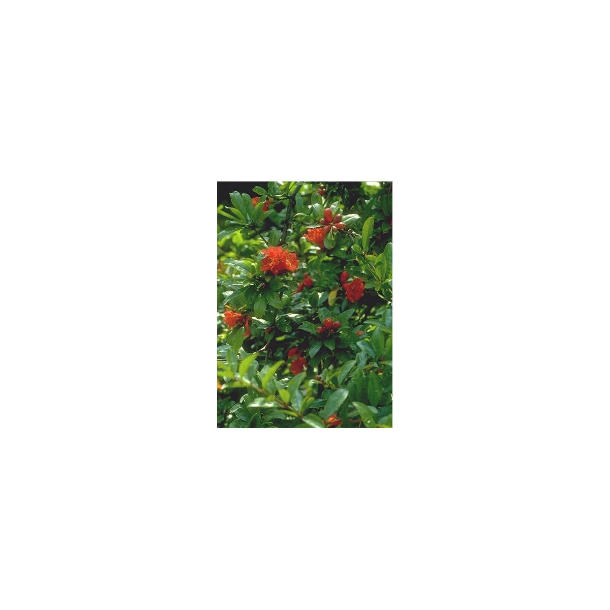 Granátovník púnsky - Punica Granatum - semená granátovníka - 5 ks