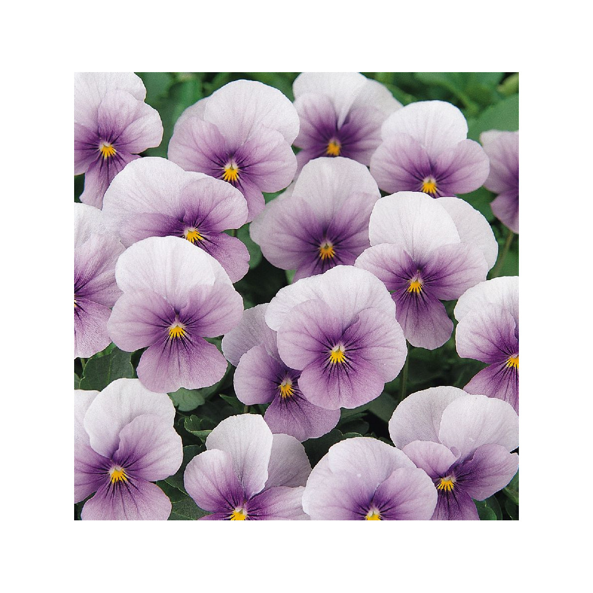 Fialka rohatá Sorbet Icy Blue - Viola cornuta - predaj semien - 20 ks