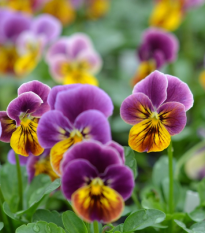 Fialka ostrohatá Sorbet Antique shades - Viola cornuta - semená fialky - 20 ks