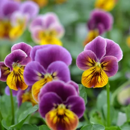 Fialka ostrohatá Sorbet Antique shades - Viola cornuta - semená fialky - 20 ks