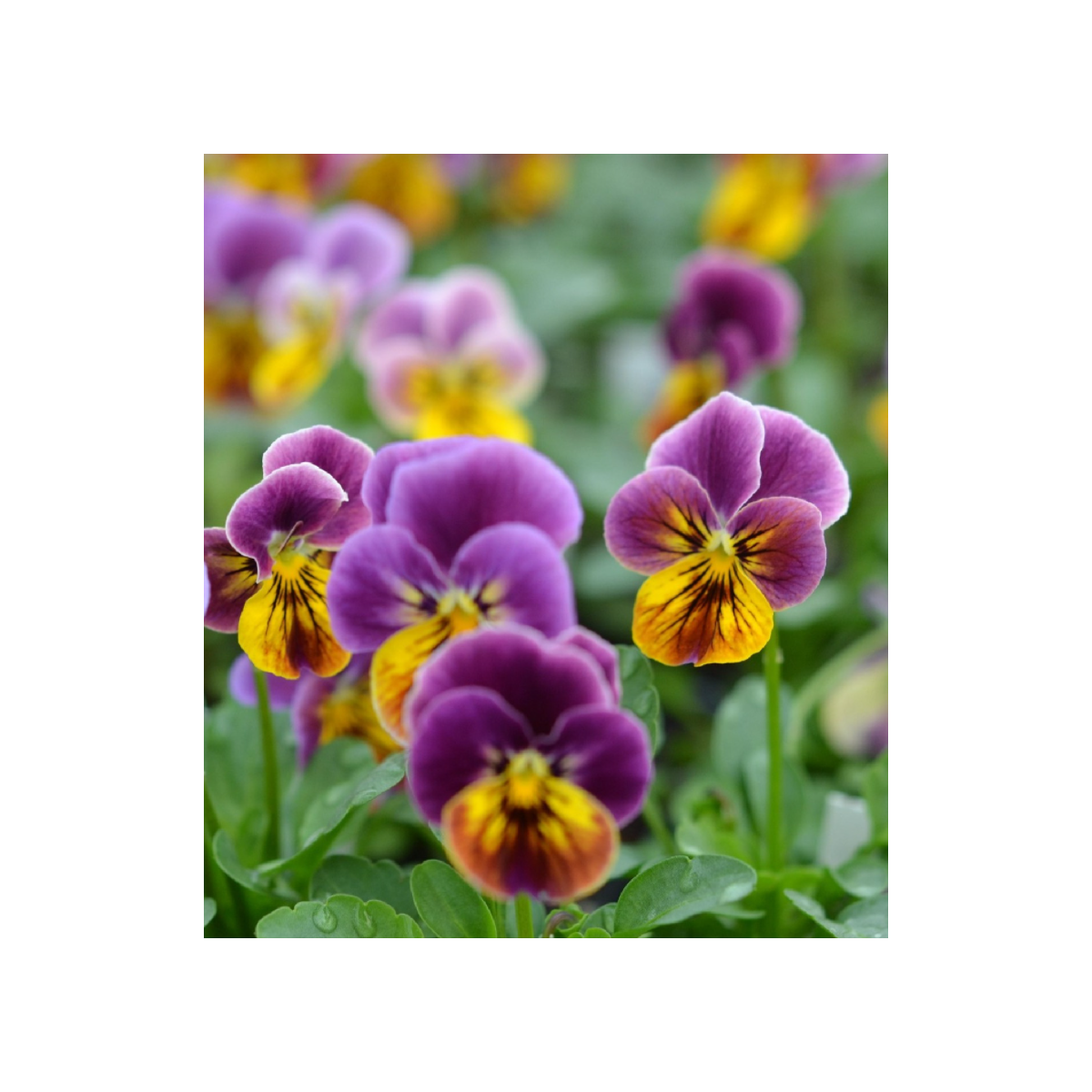 Fialka ostrohatá Sorbet Antique shades - Viola cornuta - semená fialky - 20 ks