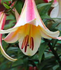 Ľalia kráľovská - Lilium regale - cibuľoviny - 1 ks