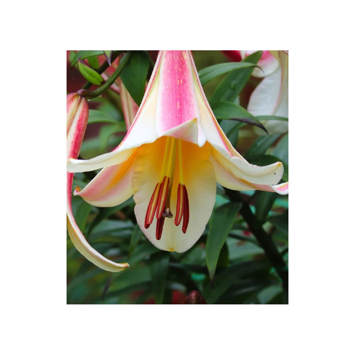 Ľalia kráľovská - Lilium regale - cibuľoviny - 1 ks