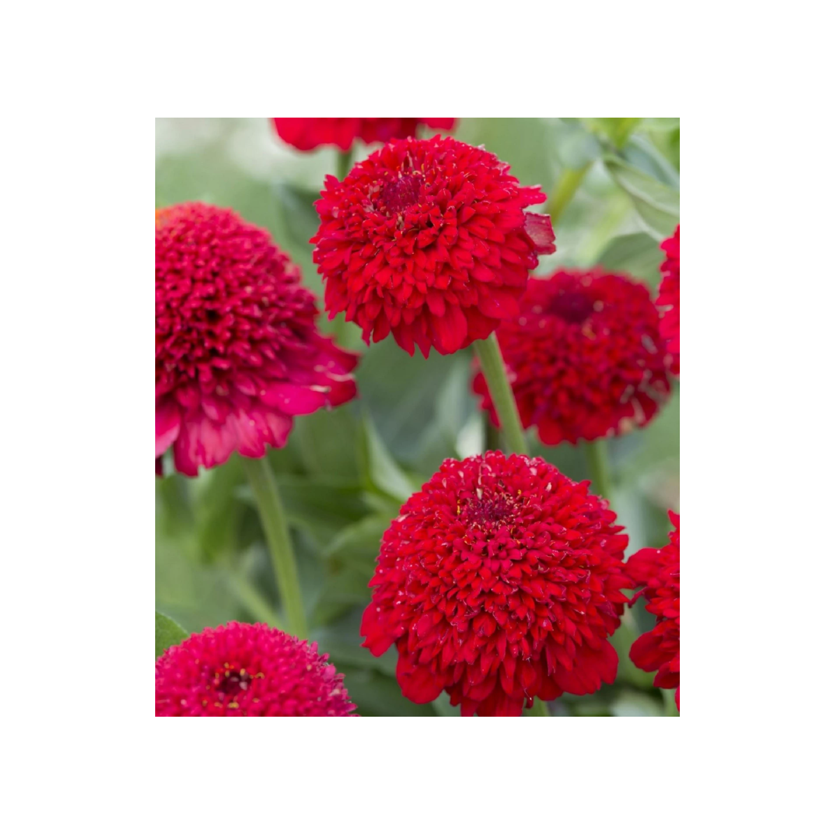 Cínia pôvabná červená – Zinnia elegans – semená cínie