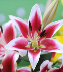 Ľalia Garden Pleasure - Lilium x hybridum - cibuľoviny - 1 ks