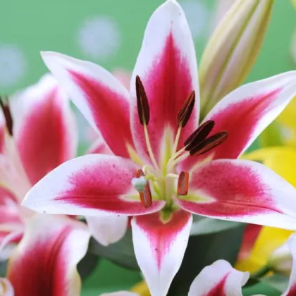 Ľalia Garden Pleasure - Lilium x hybridum - cibuľoviny - 1 ks