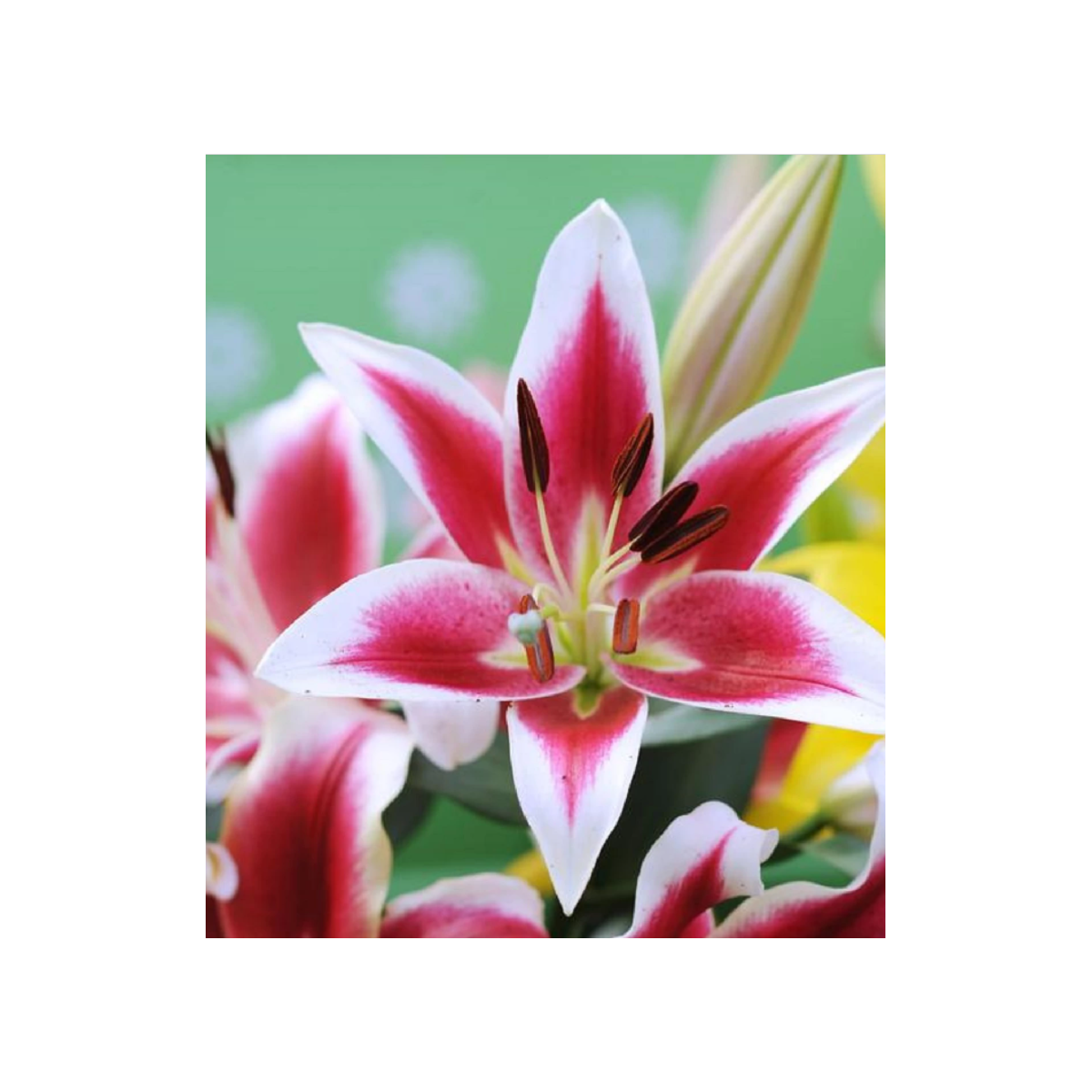 Ľalia Garden Pleasure - Lilium x hybridum - cibuľoviny - 1 ks