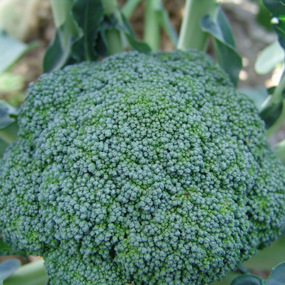 Brokolica Limba - Brassica oleracea L. - semená brokolice - 50 ks