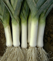 Pór zimný Winner - Allium porrum - semená póru - 300 ks