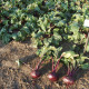 Cvikla Kahira - červená repa - Beta vulgaris L. var. conditiva - semená - 60 ks