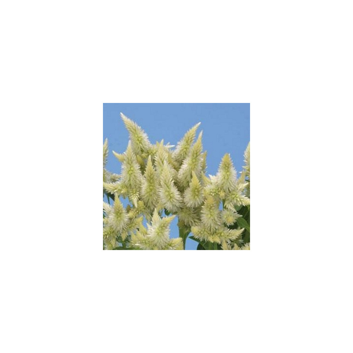 Plamenník klasnatý biely - Celosia spicata - semená celosie - 10 ks