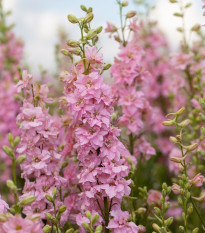 Ostrôžka ružová - Delphinium consolida - semená ostrôžky - 100 ks