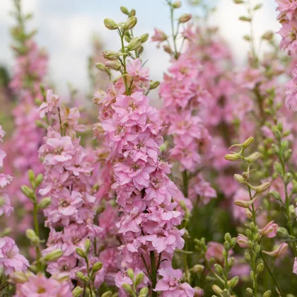 Ostrôžka ružová - Delphinium consolida - semená ostrôžky - 100 ks