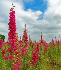 Ostrôžka Carmine King - Delphinium consolida imperialis - semená ostrôžky - 100 ks