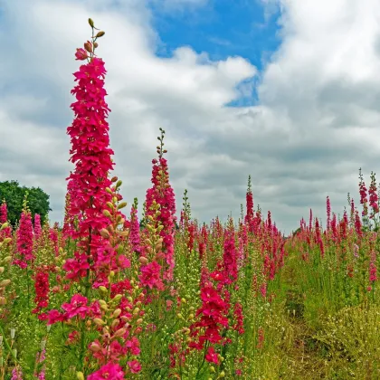 Ostrôžka Carmine King - Delphinium consolida imperialis - semená ostrôžky - 100 ks