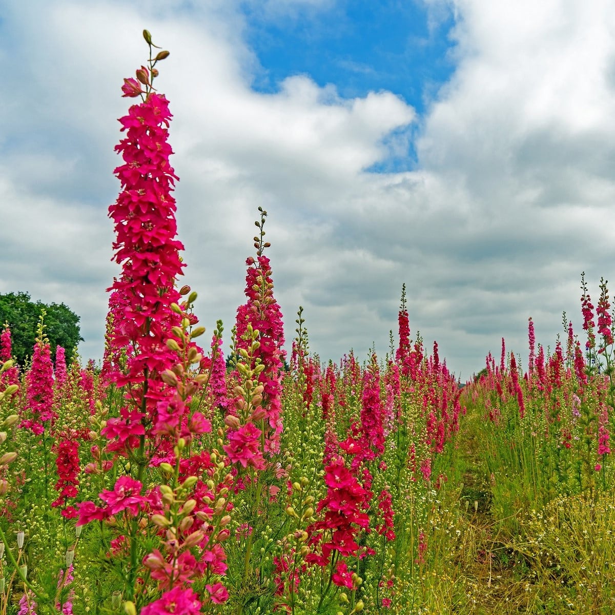 Ostrôžka Carmine King - Delphinium consolida imperialis - semená ostrôžky - 100 ks