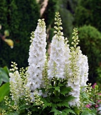 Ostrôžka poľná biela - Delphinium consolida - semená ostrôžky - 100 ks