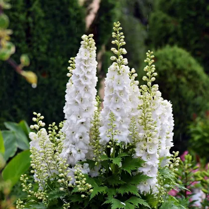 Ostrôžka poľná biela - Delphinium consolida - semená ostrôžky - 100 ks