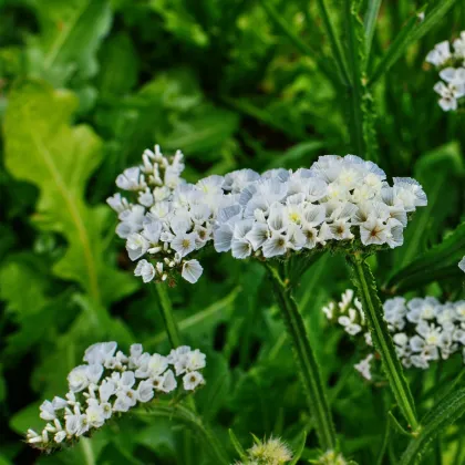 Limonka zohnutá biela - Limonium sinuatum - semená limonky - 30 ks