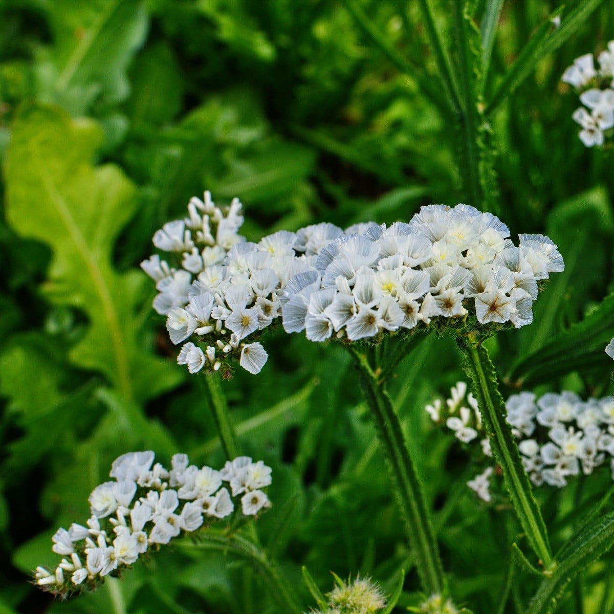 Limonka zohnutá biela - Limonium sinuatum - semená limonky - 30 ks