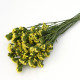 Limonka zohnutá žltá - Limonium sinuatum - semená limonky - 30 ks