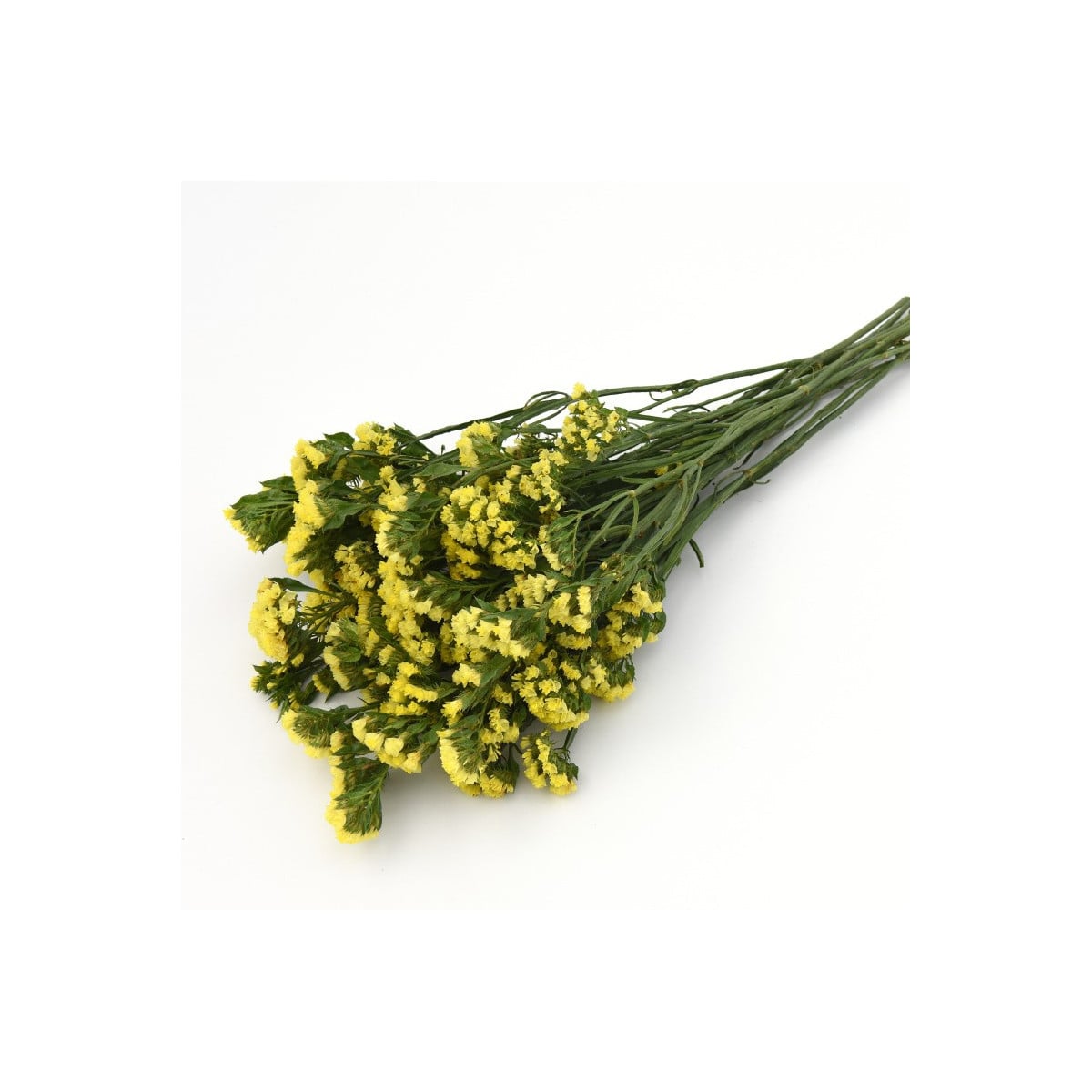 Limonka zohnutá žltá - Limonium sinuatum - semená limonky - 30 ks