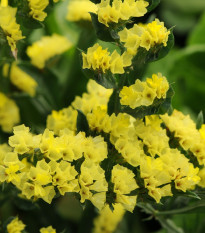 Limonka zohnutá žltá - Limonium sinuatum - semená limonky - 30 ks