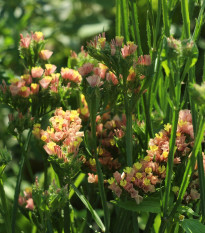 Limonka zohnutá apricot - Limonium sinuatum - semená limonky - 30 ks