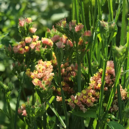 Limonka zohnutá apricot - Limonium sinuatum - semená limonky - 30 ks