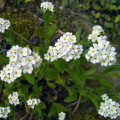 Nezábudka lesná Snowsylva - Myosotis sylvatica - semená nezábudky - 60 ks