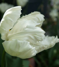 Tulipán White Parrot - Tulipa - cibuľoviny - 3 ks
