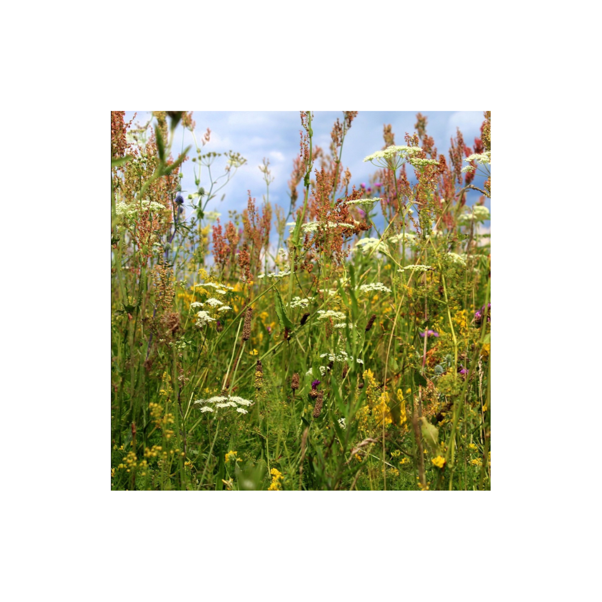 Kvetinová lúka pre motýle - Planta Naturalis - osivo lúčnych kvetov - 10 g
